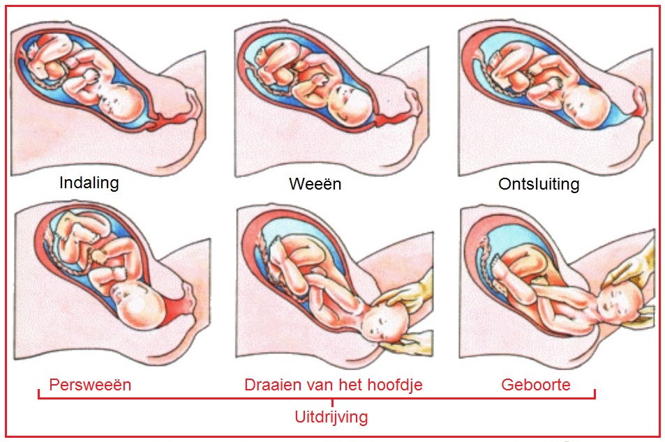 Hoe ontstaat pijn tijdens de bevalling?